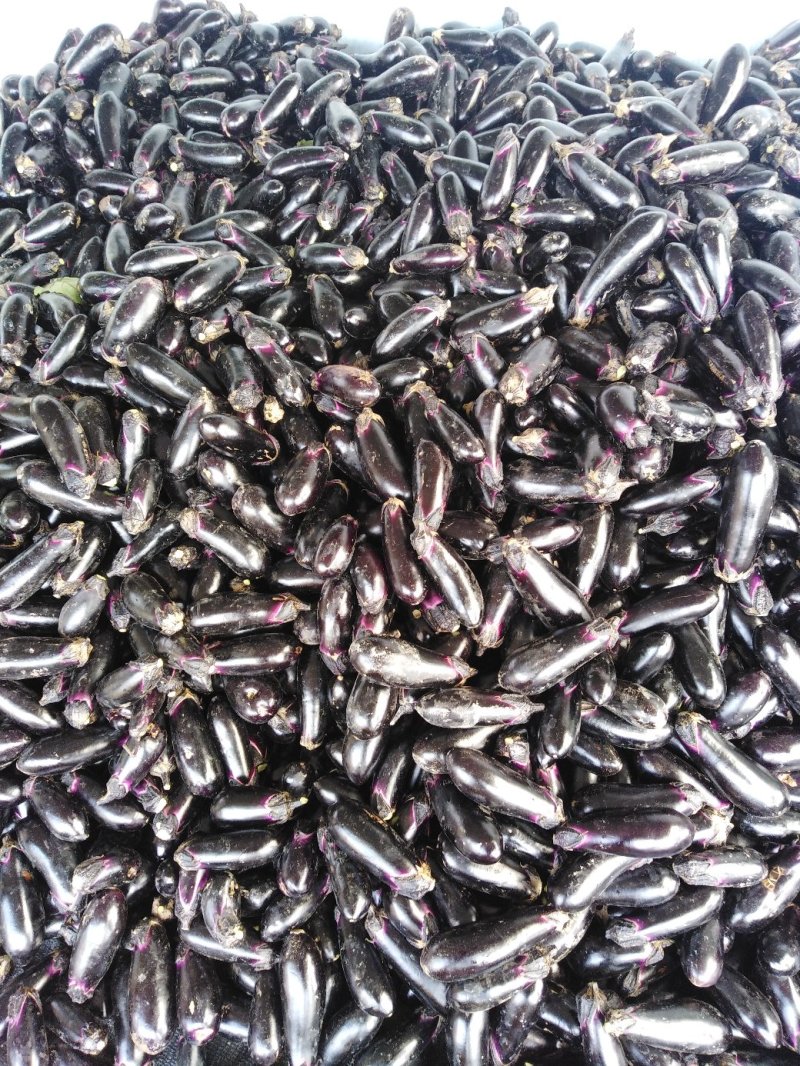 千两二号茄子进口种子基地直供工厂量大规格供应