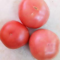西红柿硬粉西红柿西红柿