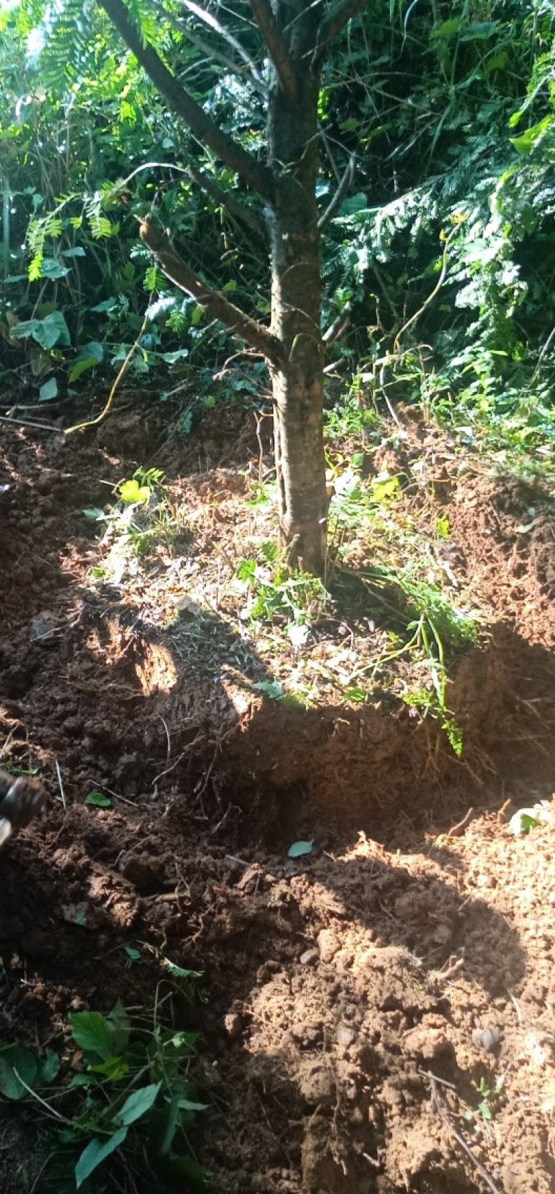 南方红豆杉直径20cm4~5米
