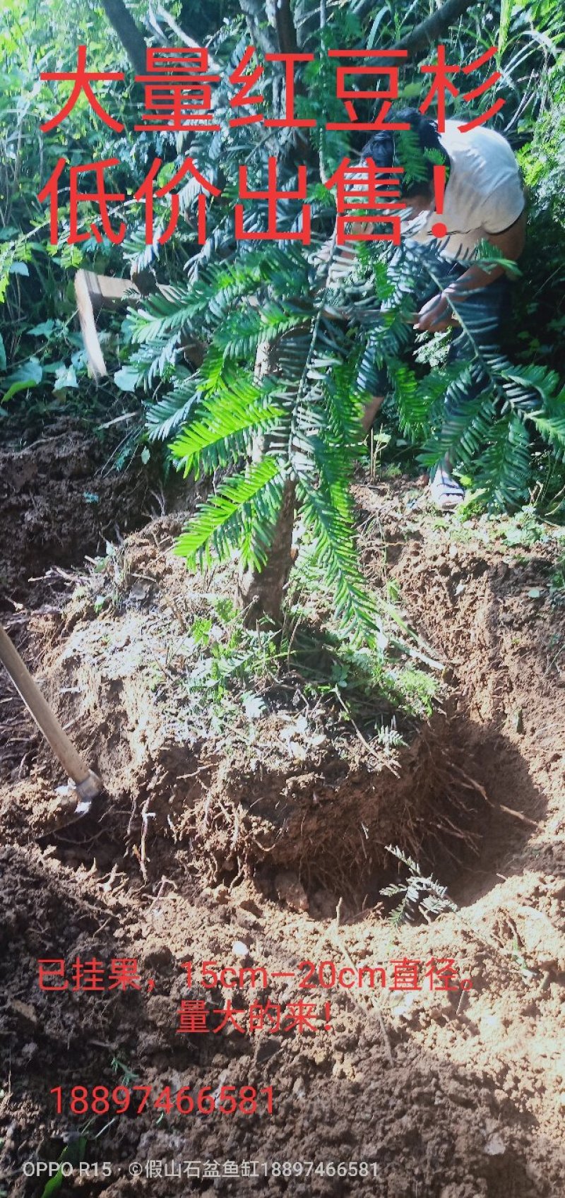 南方红豆杉直径20cm4~5米