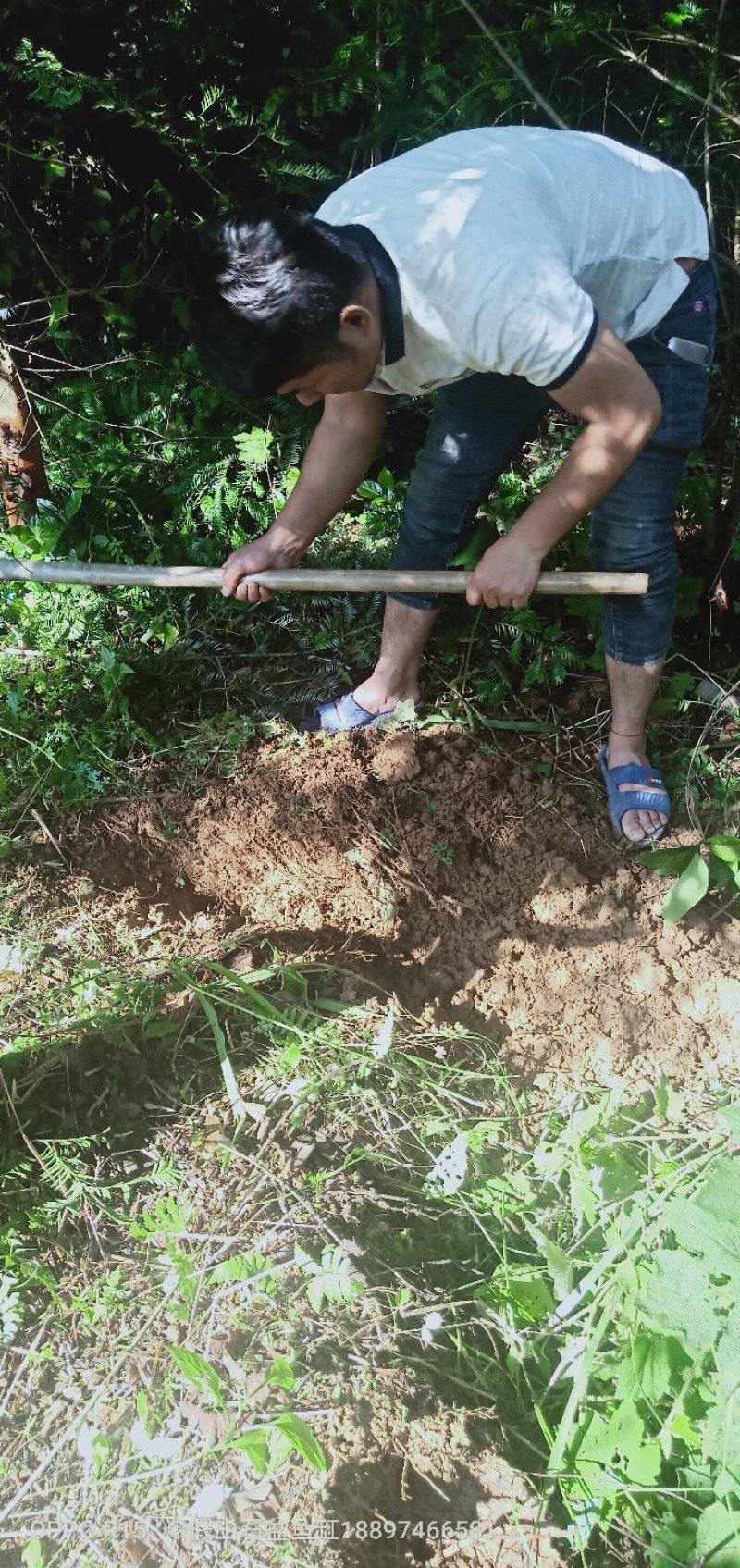 南方红豆杉直径20cm4~5米