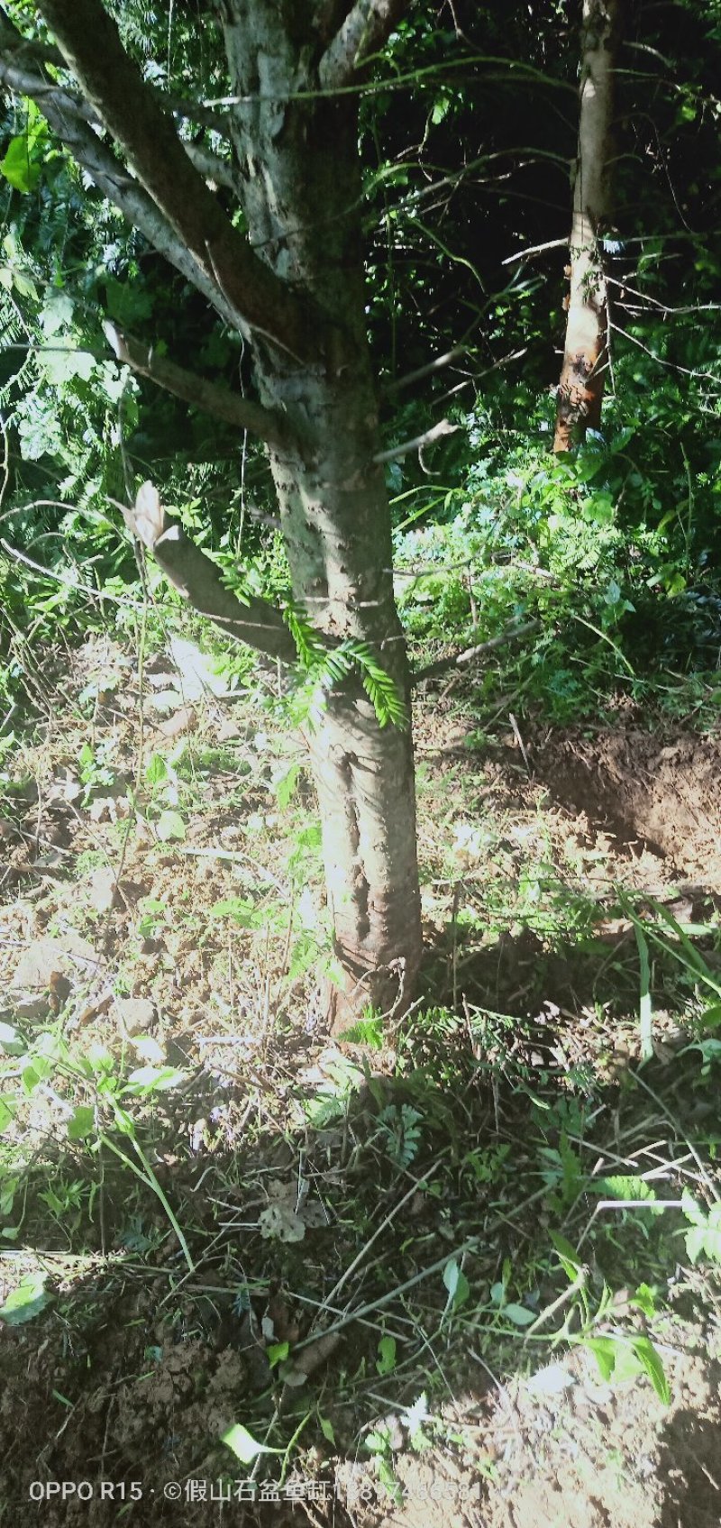 南方红豆杉直径20cm4~5米