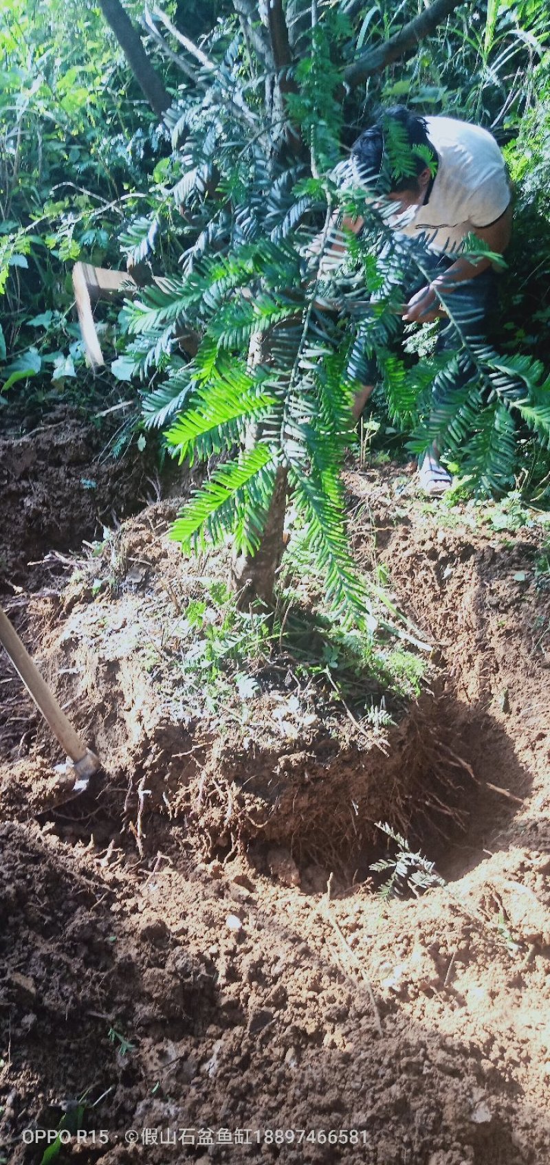 南方红豆杉直径20cm4~5米