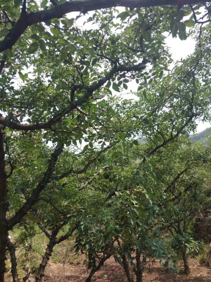 鲜花椒