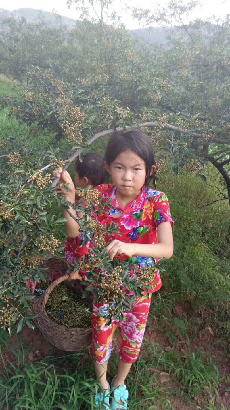 鲜花椒
