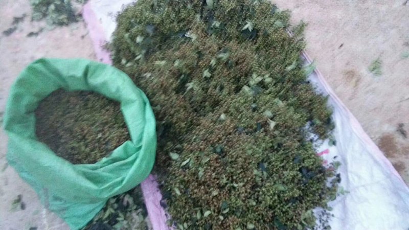 鲜花椒