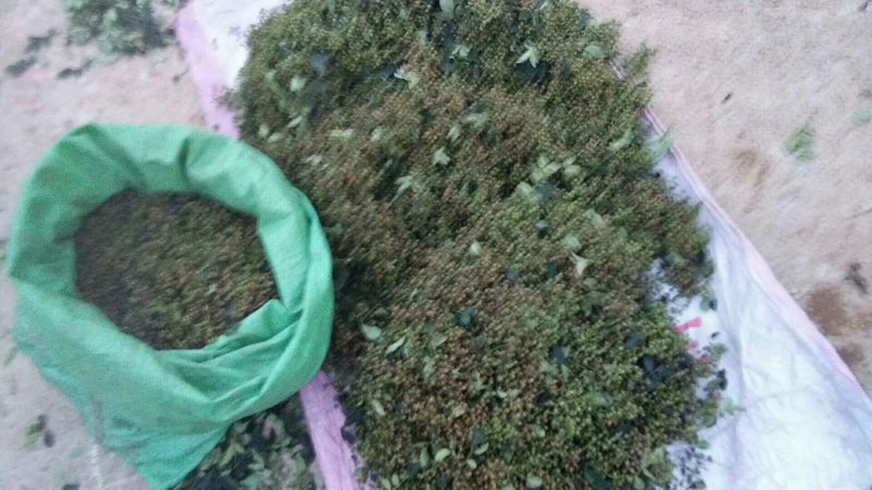 鲜花椒