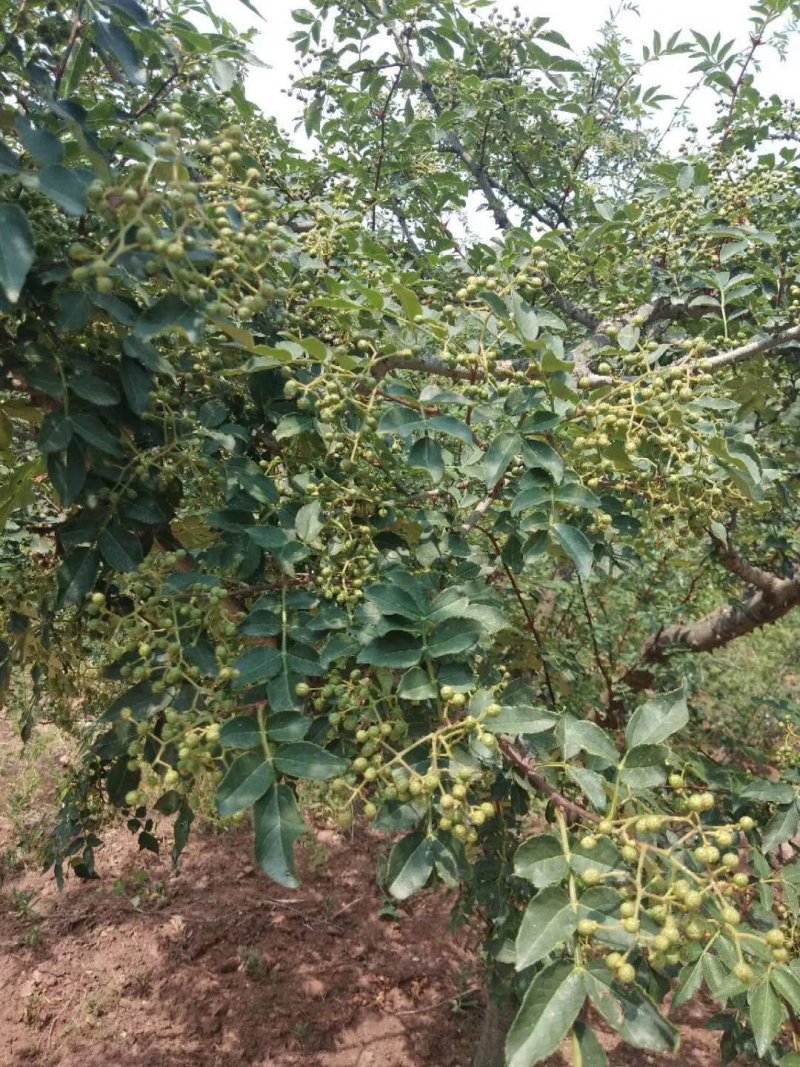 鲜花椒