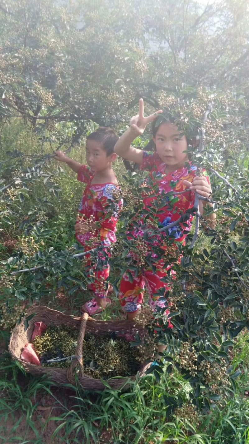 鲜花椒