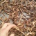 茄子条茄子干干茄子，配送公司，酱菜行业专用。土特产店专用