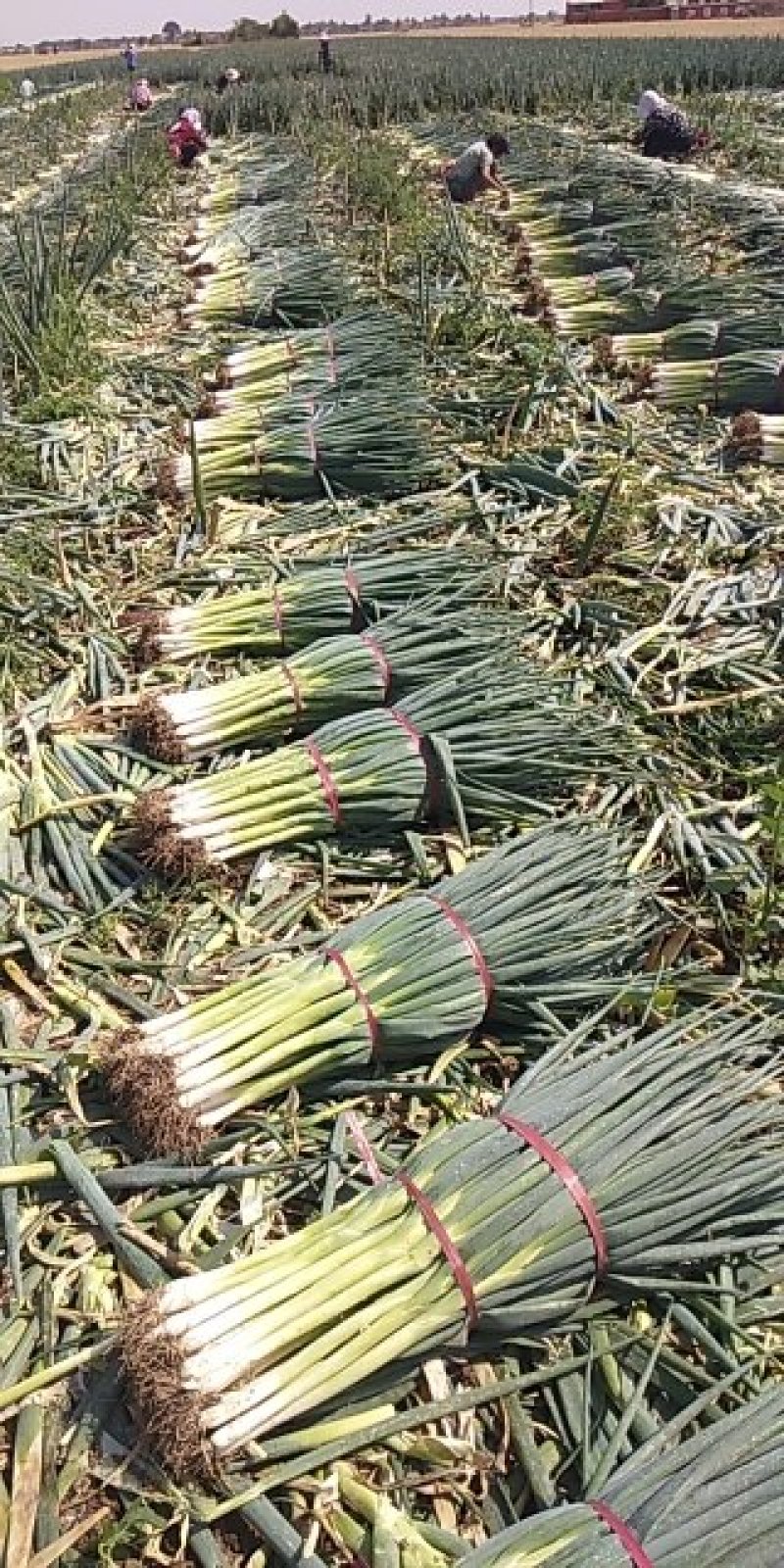 地膜大葱大量上市