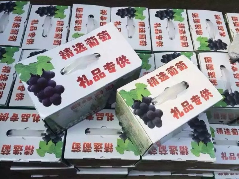 巨峰葡萄(大棚)
