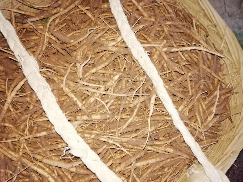 沙参籽籽中药材