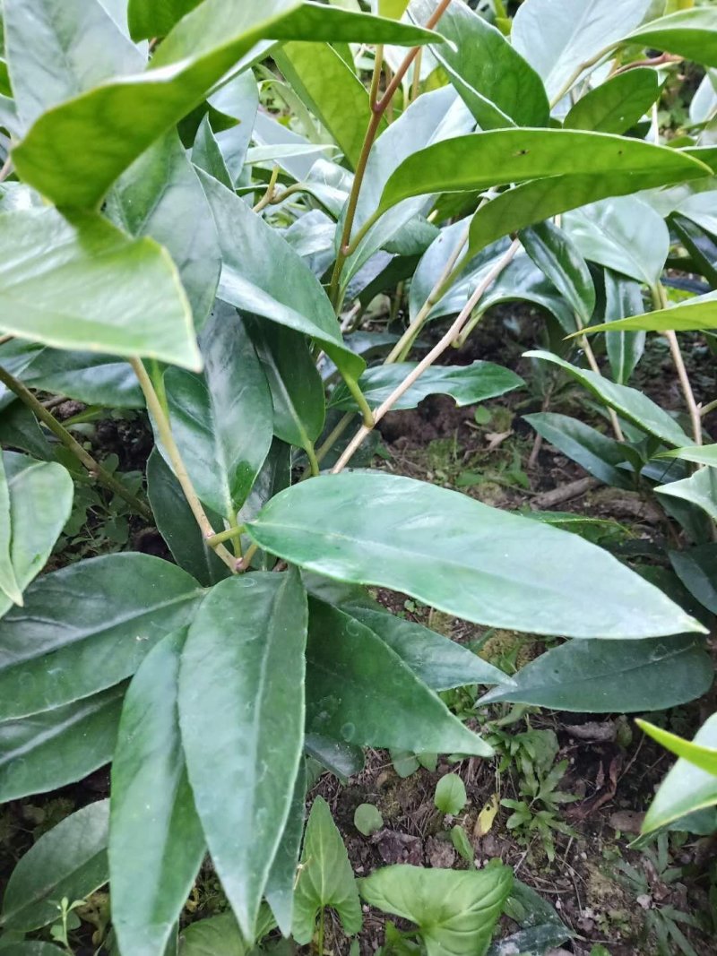 优质改良苗布福娜一年苗，品种好果肉汁多，果体大
