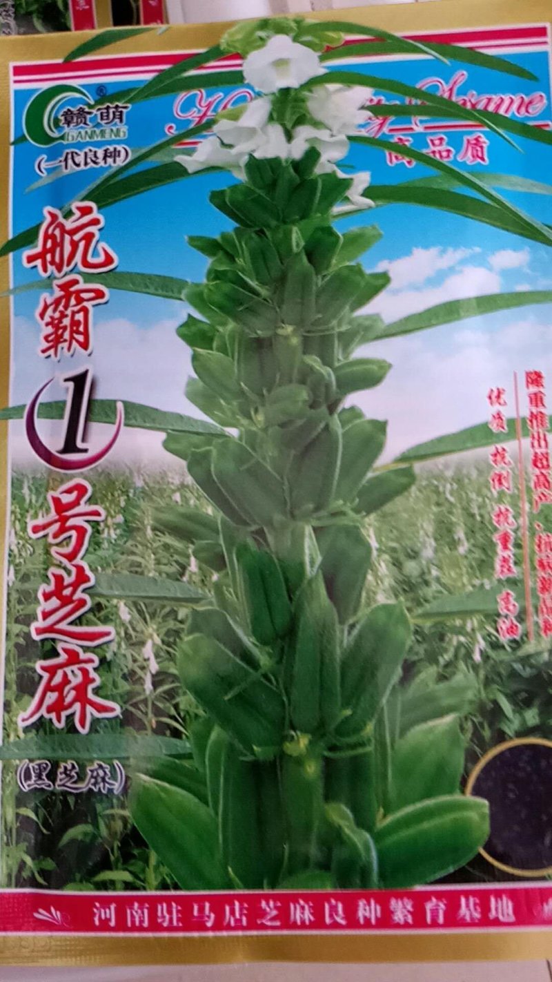 芝麻，黑芝麻长势较强，不倒伏