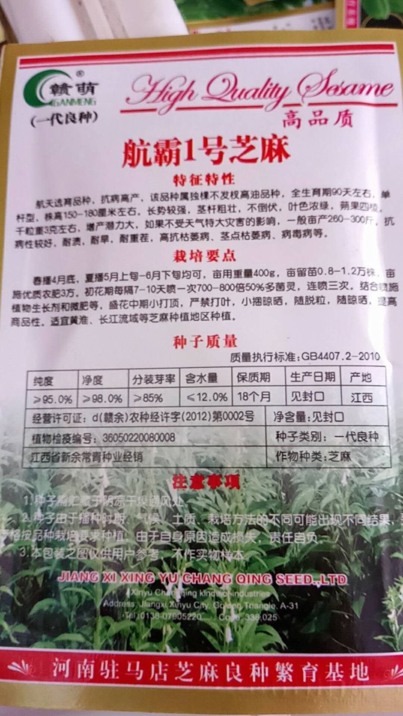 芝麻，黑芝麻长势较强，不倒伏