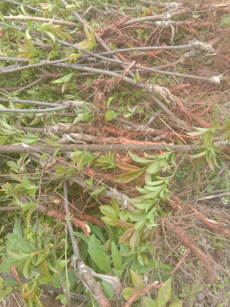 李子苗蜂糖李1～2.5公分