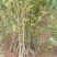 李子苗蜂糖李1～2.5公分