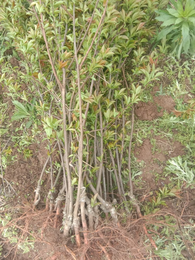 李子苗蜂糖李1～2.5公分