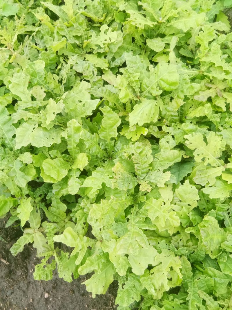 蒙古栎苗，柞树苗，橡树苗货真价实产地直发欢迎致电