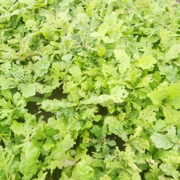 蒙古栎苗，柞树苗，橡树苗货真价实产地直发欢迎致电