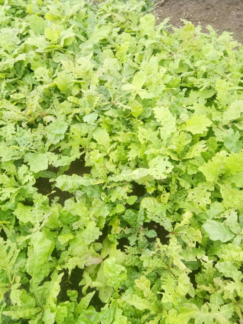 蒙古栎苗，柞树苗，橡树苗货真价实产地直发欢迎致电