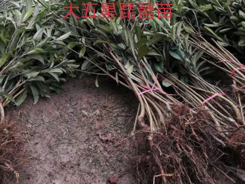 大五星枇杷苗1～4公分