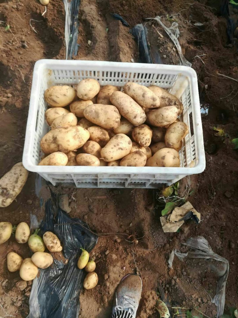 荷兰十五土豆品种多多，黄壤的，甜，面质量很好。表光很好。