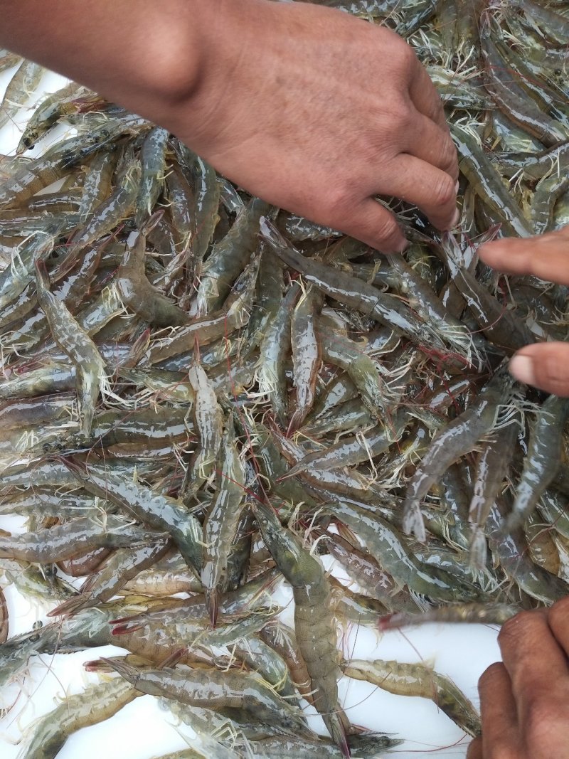 南美白对虾，海水大虾，口感好