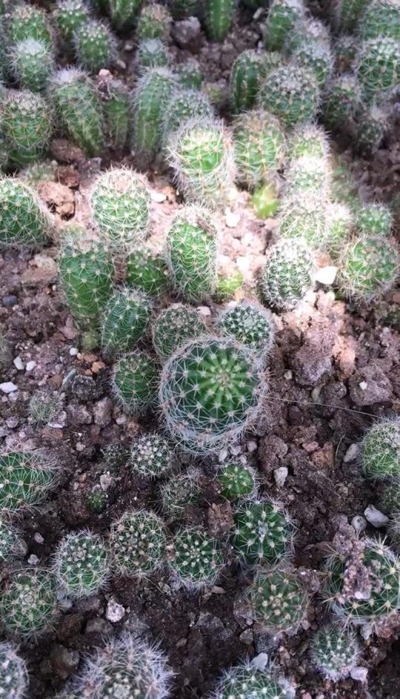 仙人球