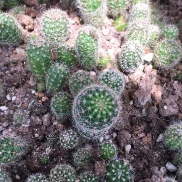 仙人球