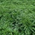 益母草