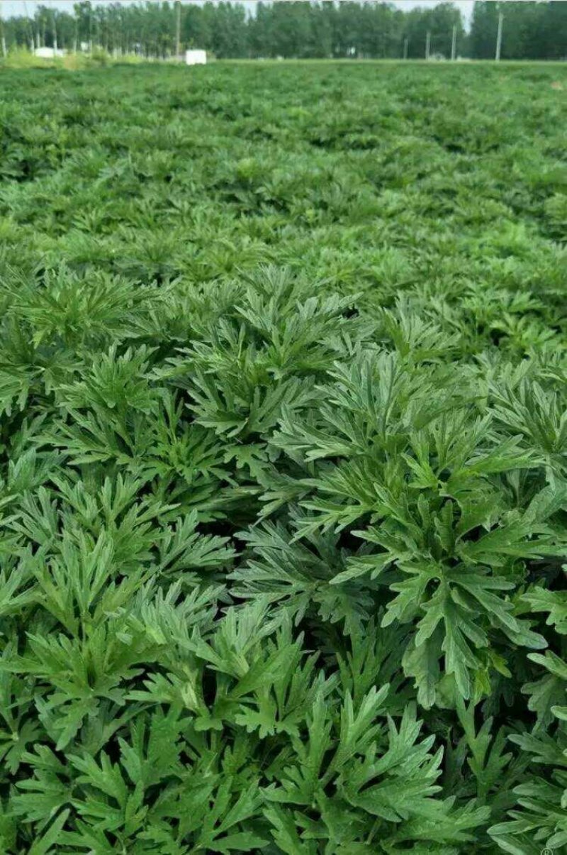 益母草