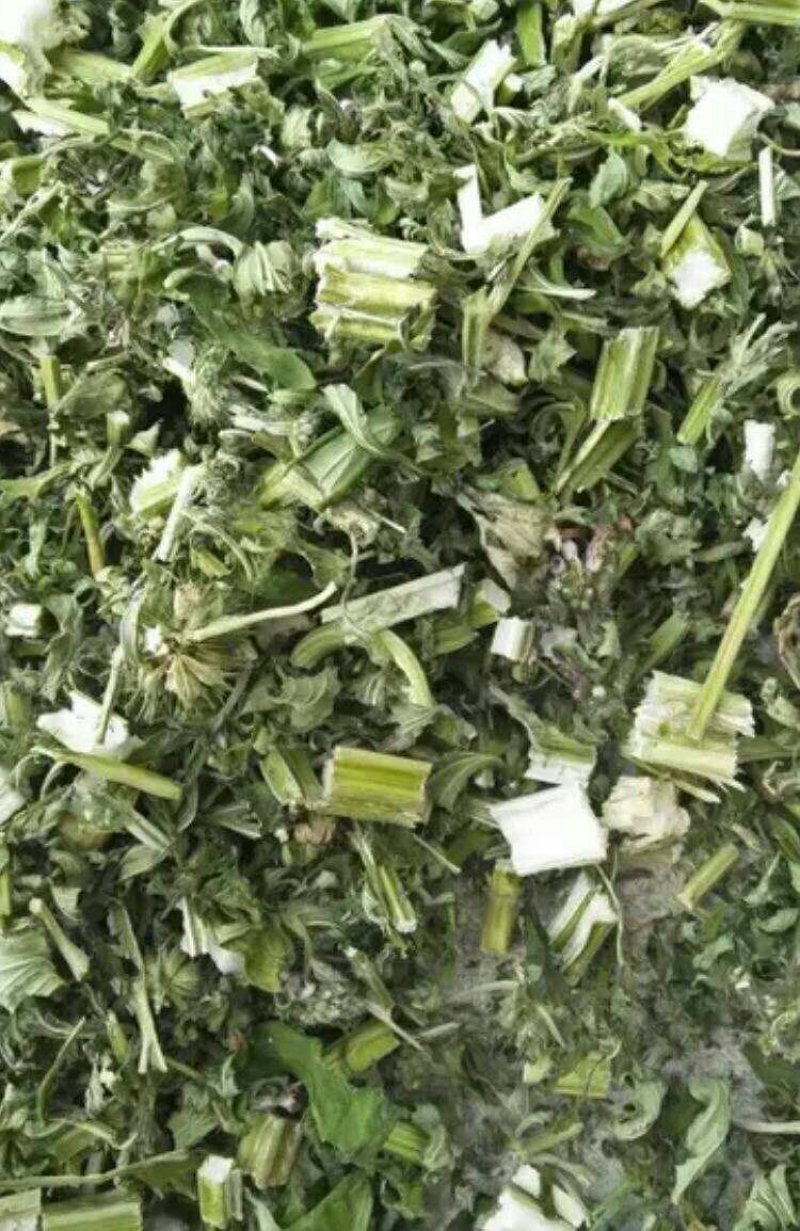 益母草