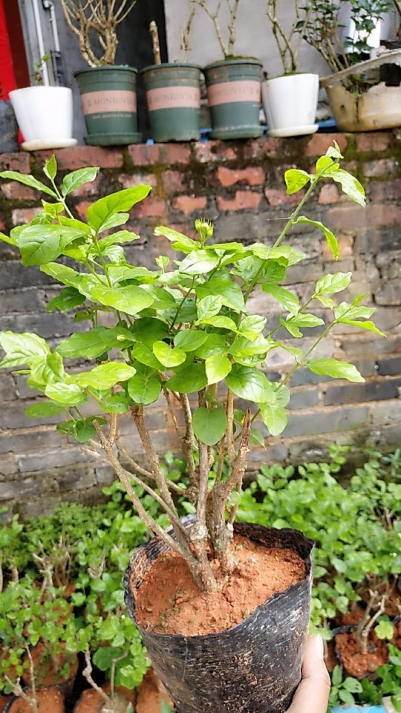 (包邮)广西横县茉莉花4年苗整盆栽好～基地直发～保质保量