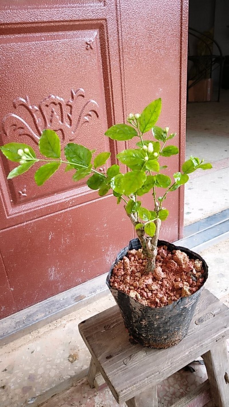 (包邮)广西横县茉莉花4年苗整盆栽好～基地直发～保质保量