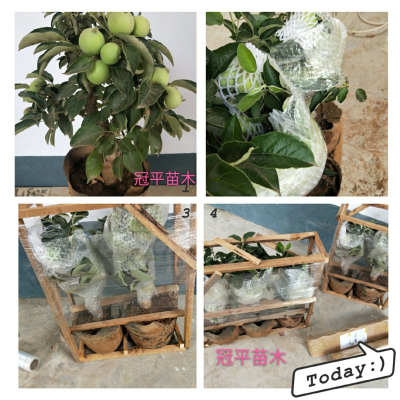 苹果盆栽红肉苹果盆景苹果树盆景室内外南北种植当年结果