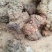 金刚头菝葜云南野生
