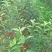 苹果苗，嘎啦苹果苗，红富士苹果苗，华硕苹果苗……真正销售