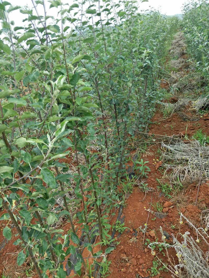 苹果苗，嘎啦苹果苗，红富士苹果苗，华硕苹果苗……真正销售
