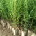 一年生侧柏20~40公分精品营养袋侧柏苗农户直销基地