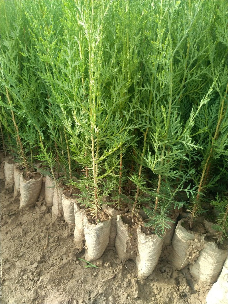 一年生侧柏20~40公分精品营养袋侧柏苗农户直销基地