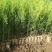 一年生侧柏20~40公分精品营养袋侧柏苗农户直销基地