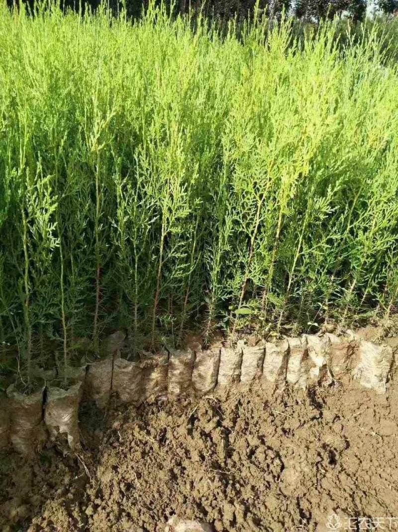 一年生侧柏20~40公分精品营养袋侧柏苗农户直销基地