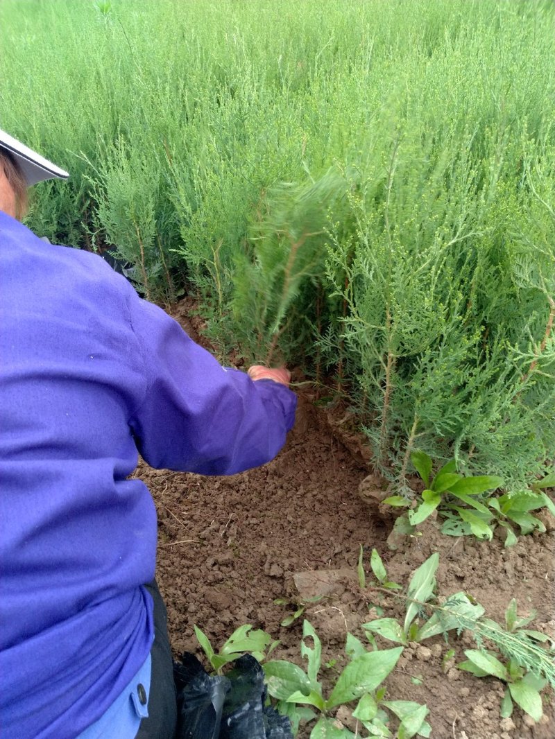 一年生侧柏20~40公分精品营养袋侧柏苗农户直销基地