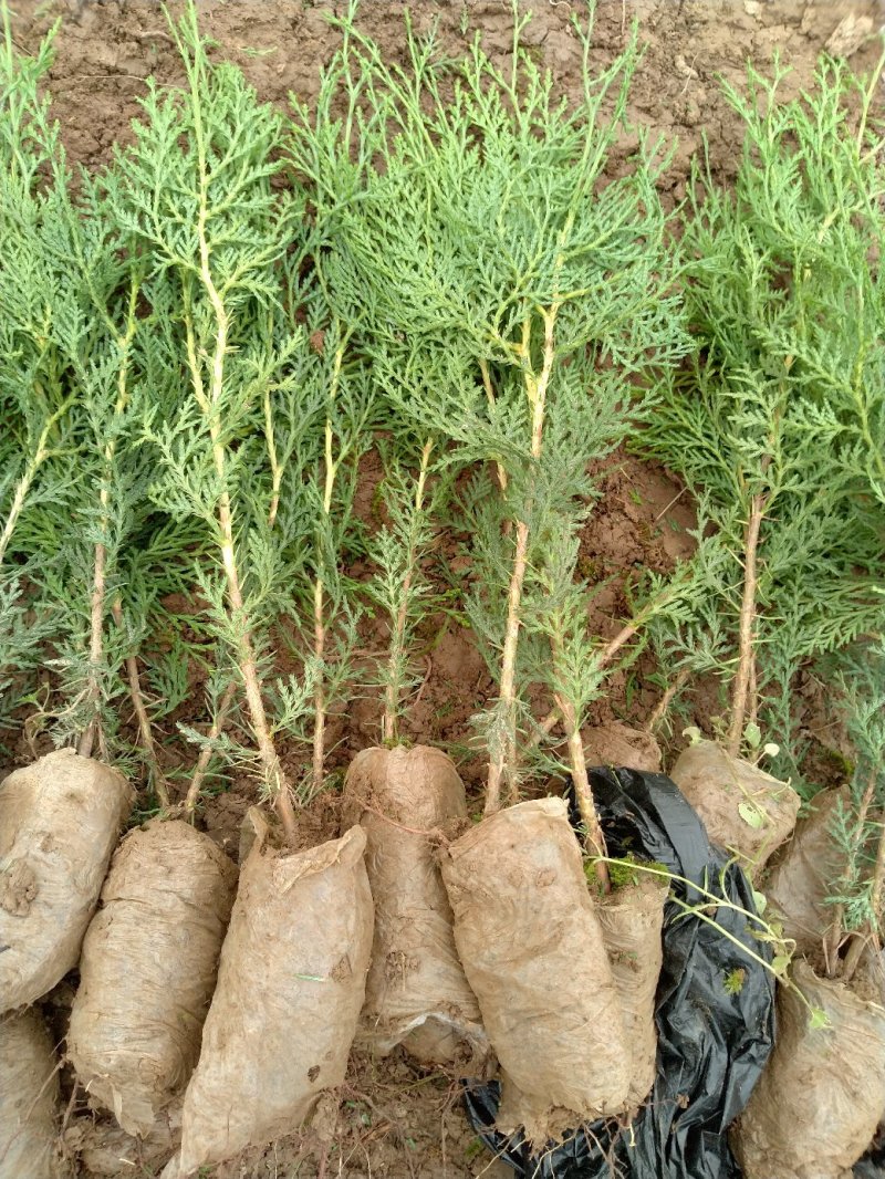 一年生侧柏20~40公分精品营养袋侧柏苗农户直销基地