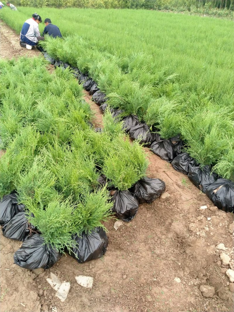 一年生侧柏20~40公分精品营养袋侧柏苗农户直销基地