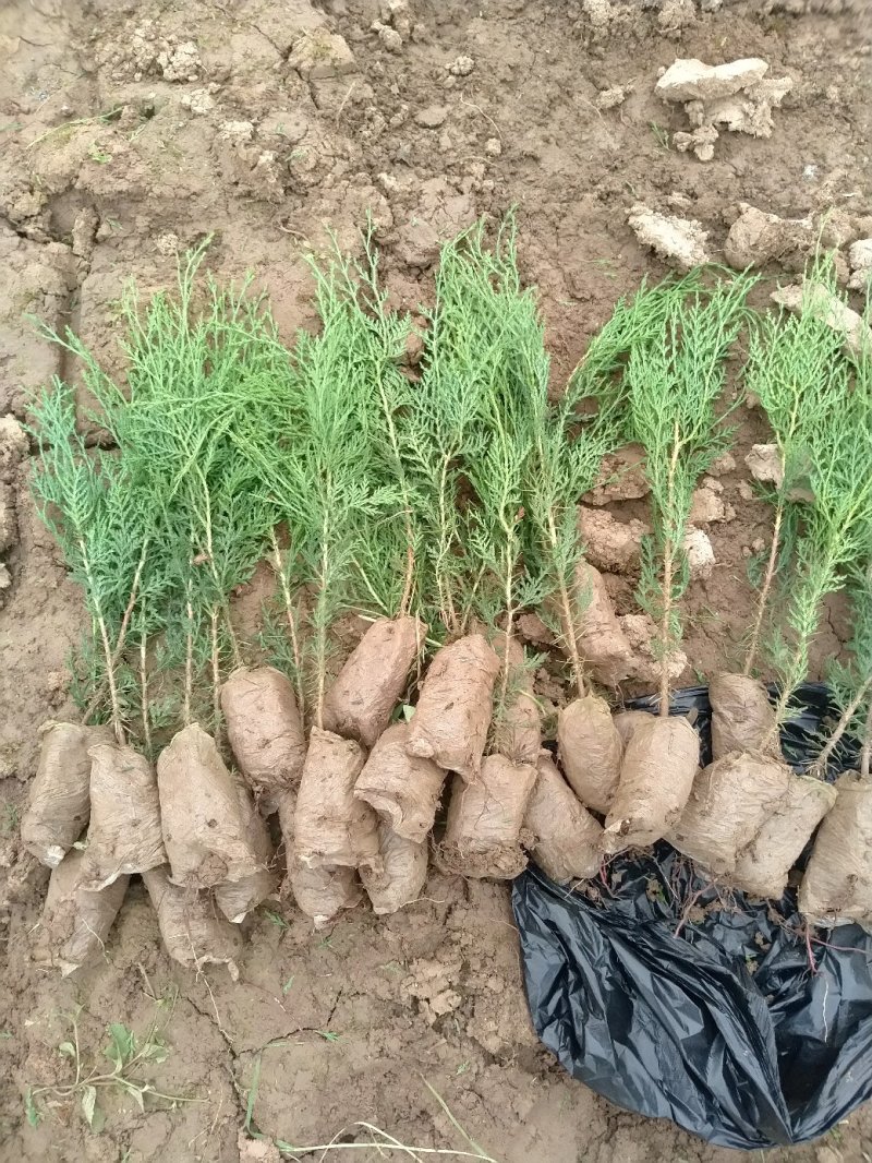 一年生侧柏20~40公分精品营养袋侧柏苗农户直销基地