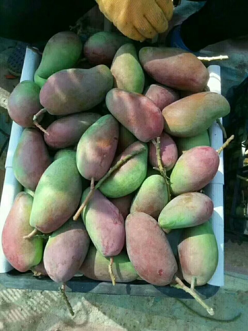 贵妃芒