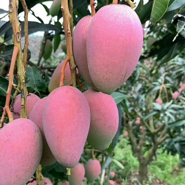 贵妃芒